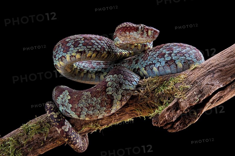 Malabar Pit Viper (Trimeresurus malabaricus)