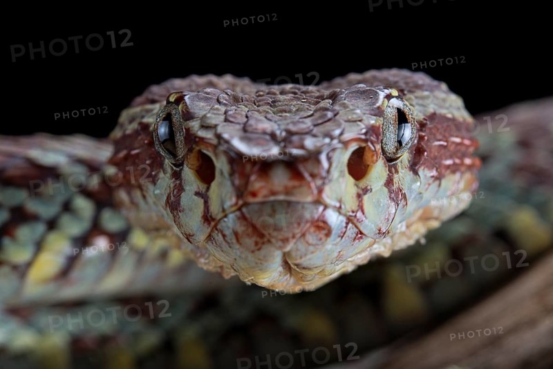Malabar Pit Viper (Trimeresurus malabaricus)