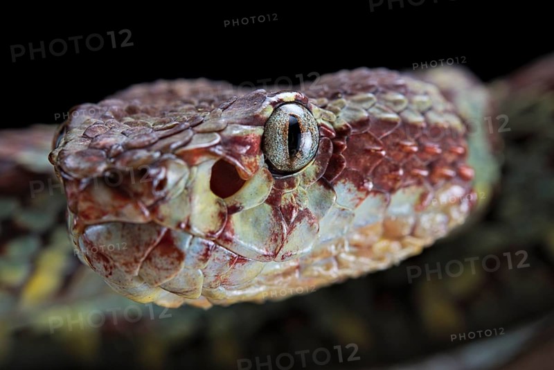 Malabar Pit Viper (Trimeresurus malabaricus)