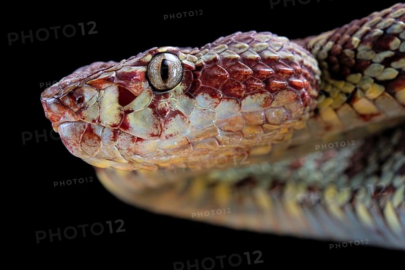 Malabar Pit Viper (Trimeresurus malabaricus)