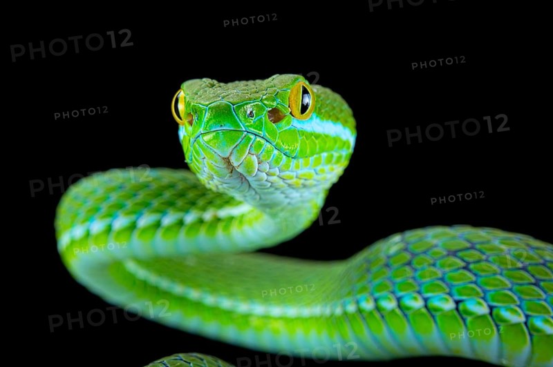 Large-eyed pitviper (Trimeresurus macrops)