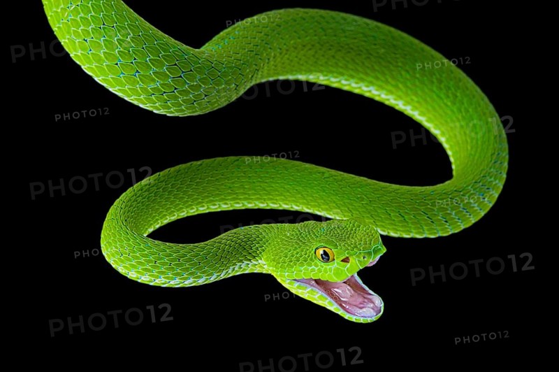 Large-eyed pitviper (Trimeresurus macrops)