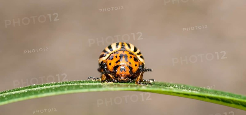 Colorado potato beetle (Leptinotarsa decemlineata) on a leaf