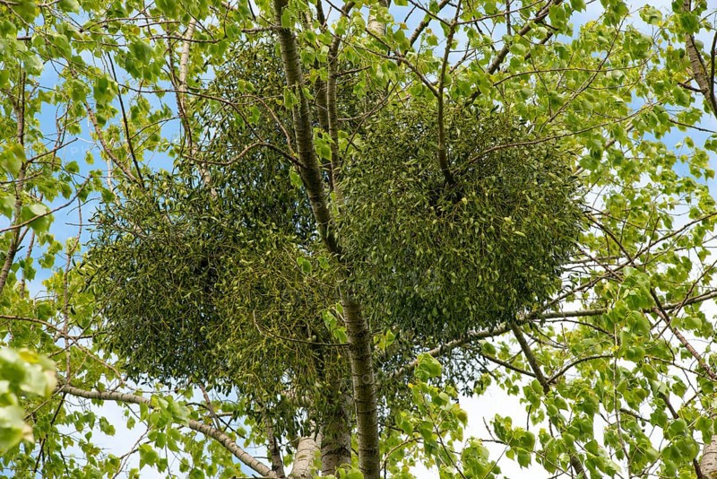 European mistletoe