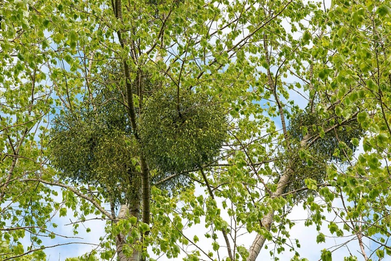 European mistletoe