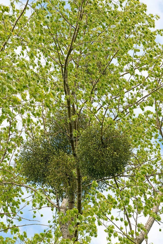 European mistletoe