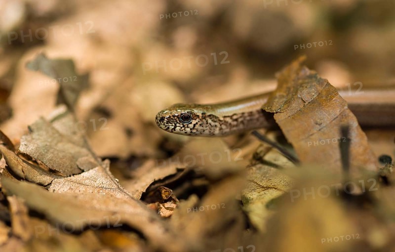 Close-up of male western blindworm (Anguis fragilis) between brown leaves on the forest floor