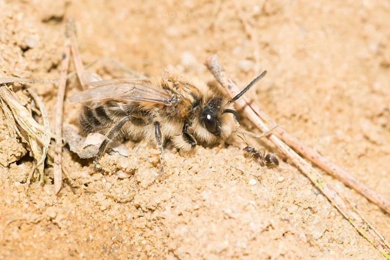 Female plasterer bee