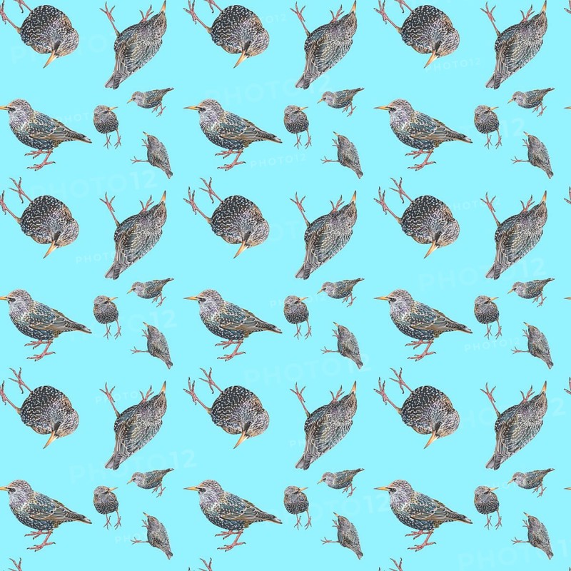 Wallpaper