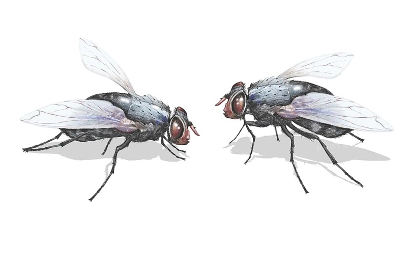 House fly (Musca domestica)