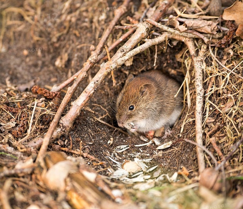 Bank vole (Clethrionomys glareolus) sits in front of mouse hole and nibbles on sunflower seeds