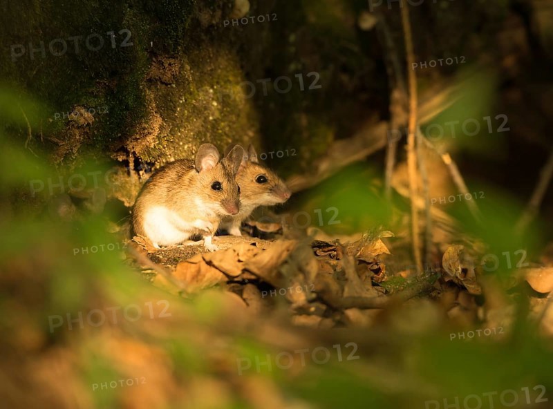 Two Yellow-necked mice (Apodemus flavicollis) sitting on forest ground
