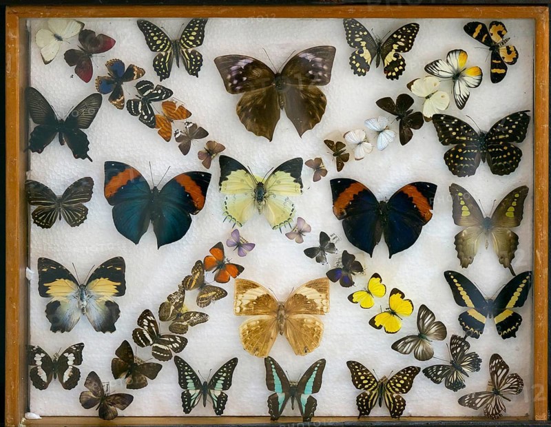 Various tropical butterflies in display case