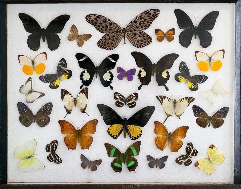 Various tropical butterflies in display case