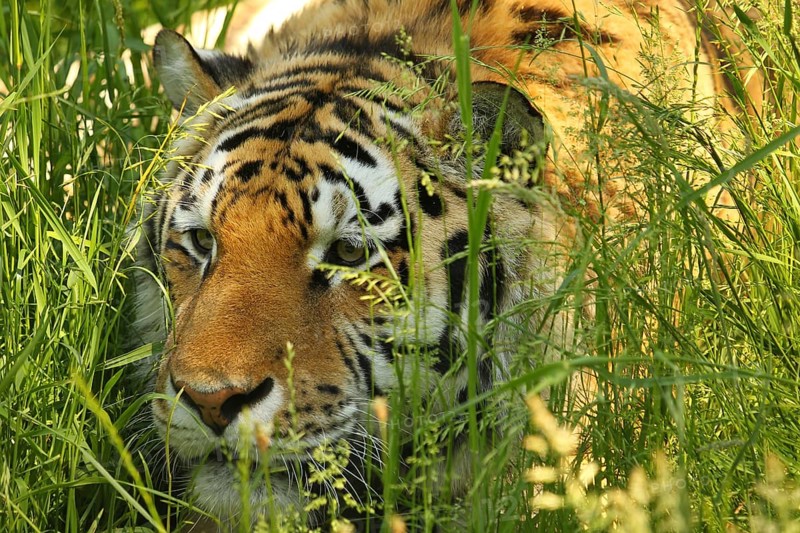 Siberian tiger (Panthera tigris altaica)