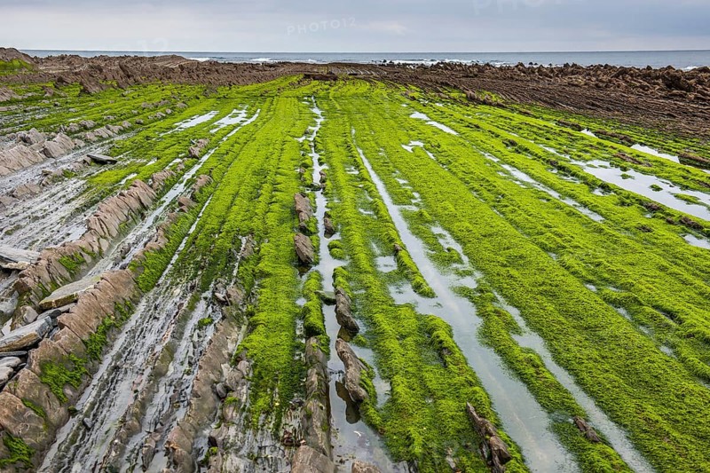 Flysch