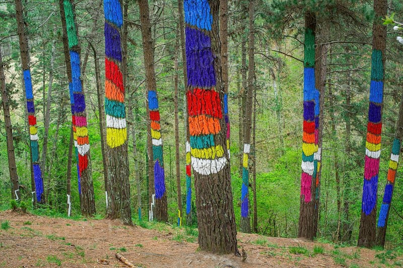 Painted tree trunks