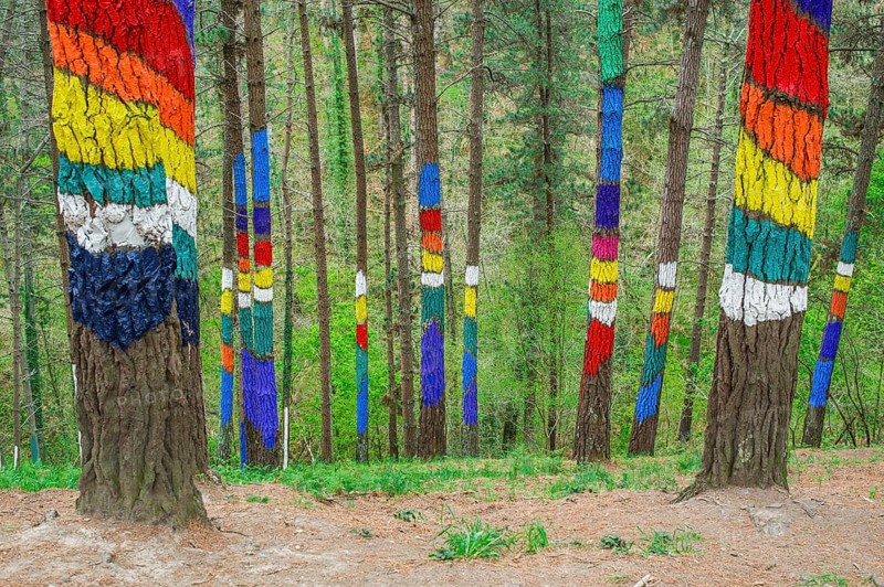 Painted tree trunks