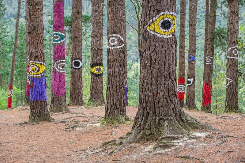 Painted tree trunks