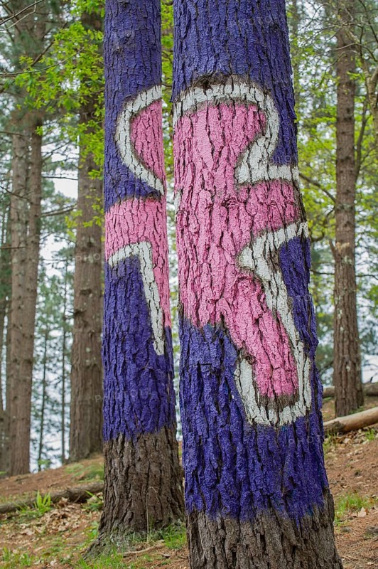 Painted tree trunks