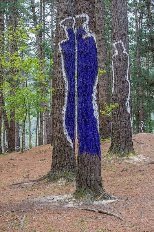 Painted tree trunks