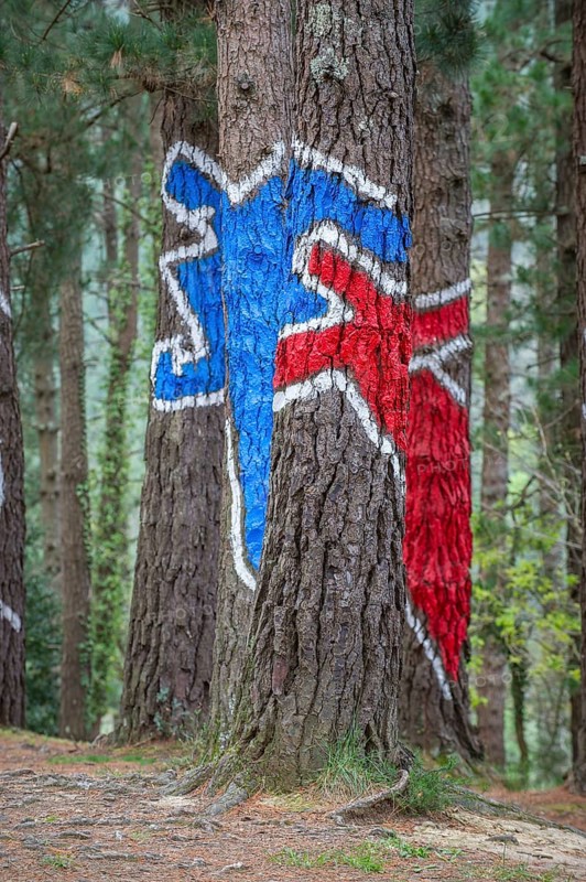 Painted tree trunks