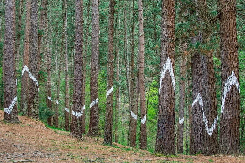 Painted tree trunks
