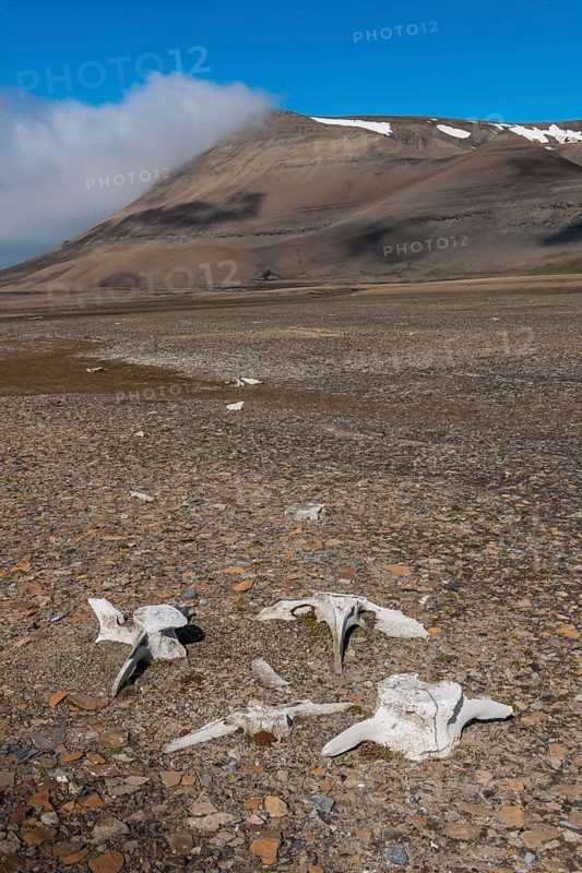 Coastline with whale bones at Diskobukta