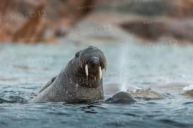 Walrus (Odobenus rosmarus) in the water