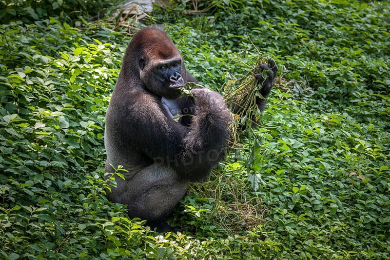 Western lowland gorilla (Gorilla gorilla gorilla)