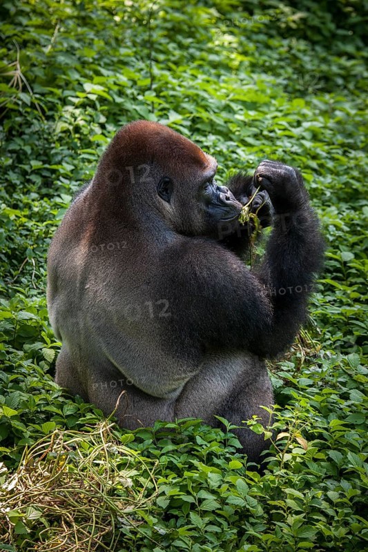 Western lowland gorilla (Gorilla gorilla gorilla)