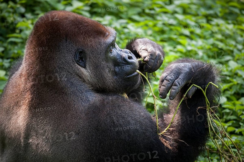 Western lowland gorilla (Gorilla gorilla gorilla)