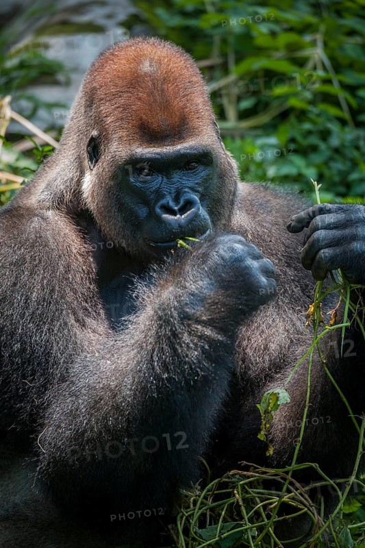 Western lowland gorilla (Gorilla gorilla gorilla)