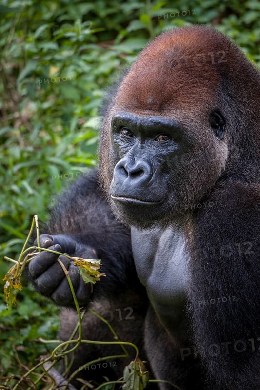 Western lowland gorilla (Gorilla gorilla gorilla)