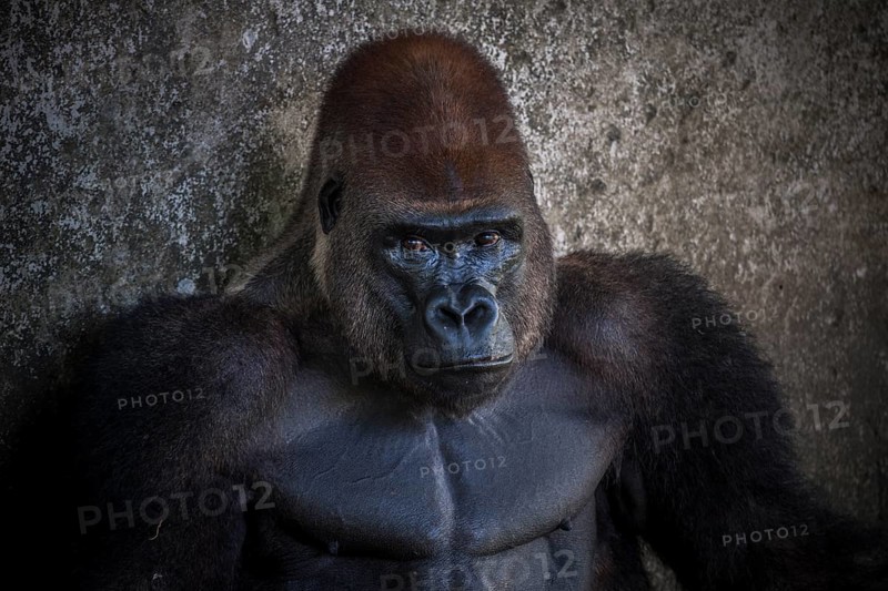 Western lowland gorilla (Gorilla gorilla gorilla)