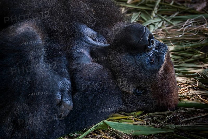 Western Lowland Gorilla (Gorilla gorilla gorilla)