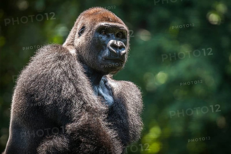 Western lowland gorilla (Gorilla gorilla gorilla)