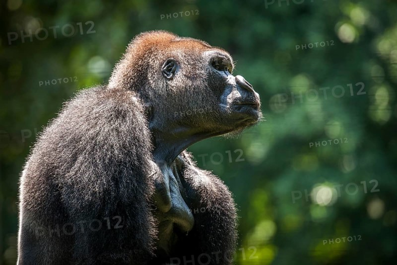 Western lowland gorilla (Gorilla gorilla gorilla)