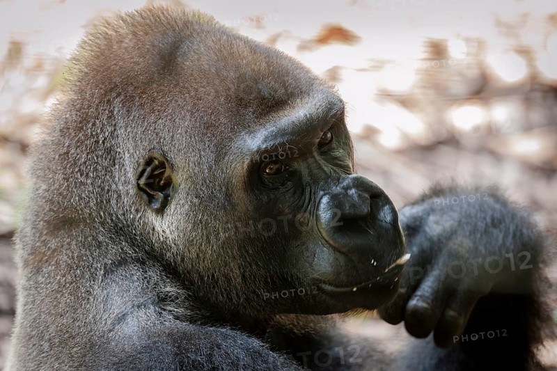 Western lowland gorilla (Gorilla gorilla gorilla)
