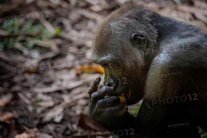 Western Lowland Gorilla (Gorilla gorilla gorilla)
