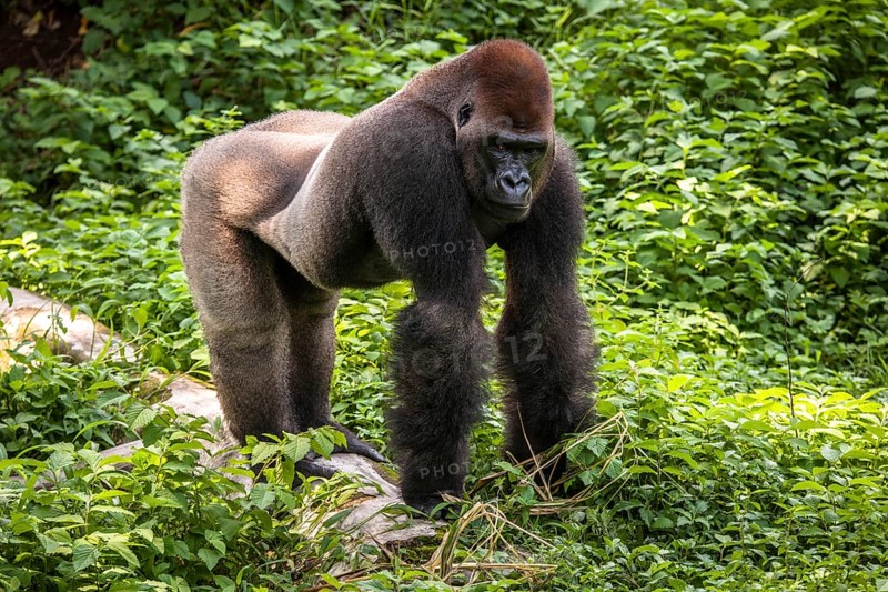 Western lowland gorilla (Gorilla gorilla gorilla)