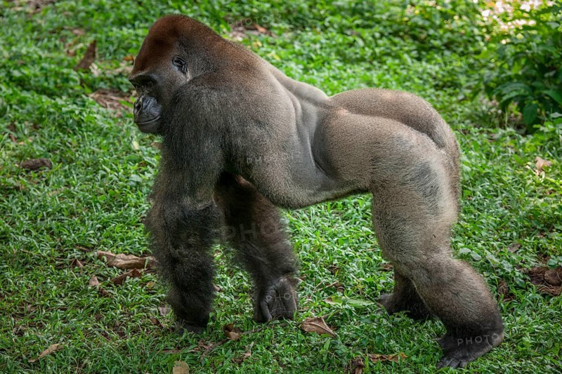 Western lowland gorilla (Gorilla gorilla gorilla)