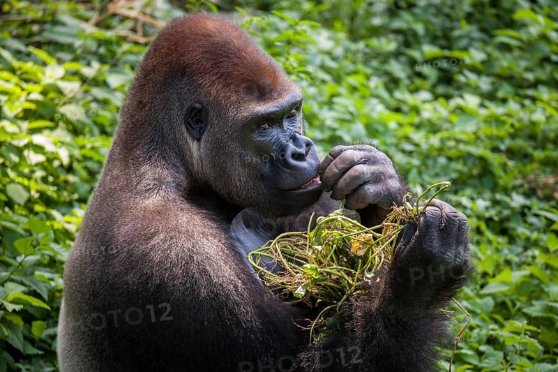 Western lowland gorilla (Gorilla gorilla gorilla)