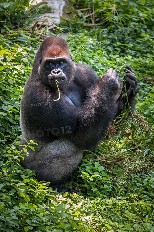 Western lowland gorilla (Gorilla gorilla gorilla)