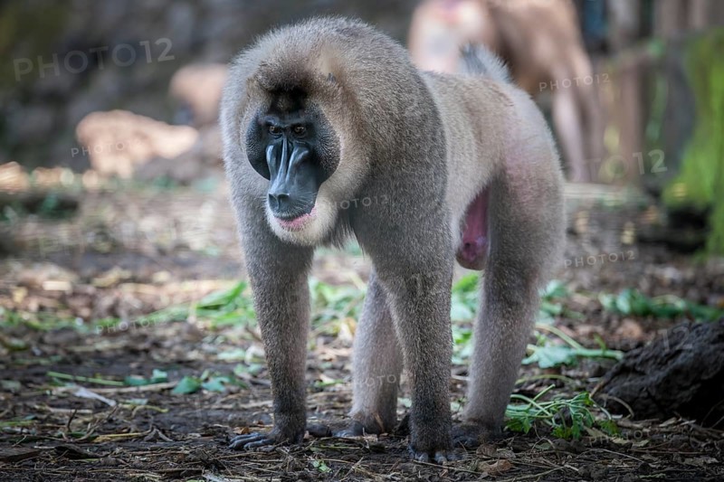 Drill (Mandrillus leucophaeus)