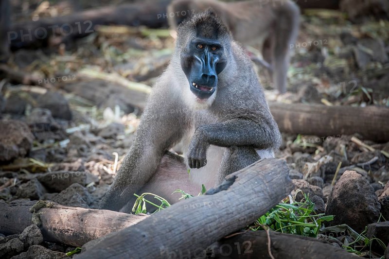 Drill (Mandrillus leucophaeus)