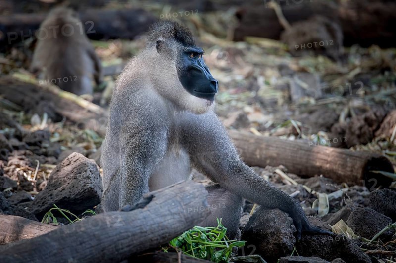 Drill (Mandrillus leucophaeus)
