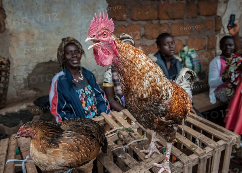 Rooster for sale