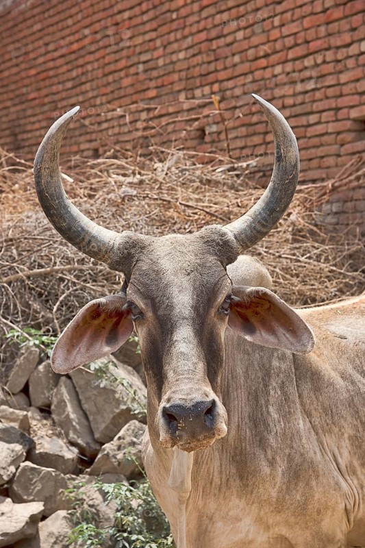 Zebu or hump cattle (Bos primigenius indicus) on the road