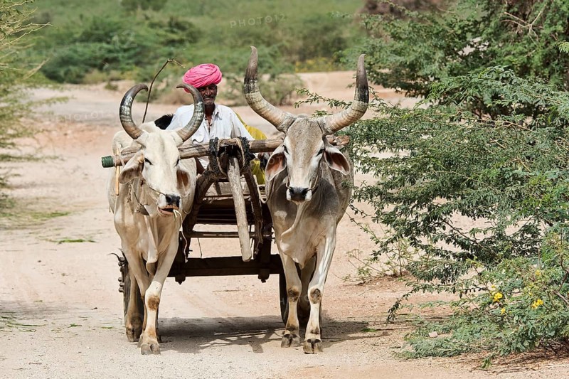 Zebu or hump cattle (Bos primigenius indicus) pulling cart